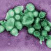 CDC: Possibly Half A Million NYC Swine Flu Cases